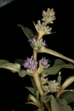 Buddleja salviifolia RCP5-2014 040.JPG